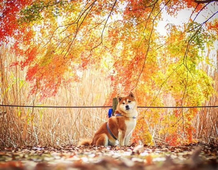 100张网红日本柴犬の美照，治愈了无数人！愿山河无恙，岁月无殇！！！