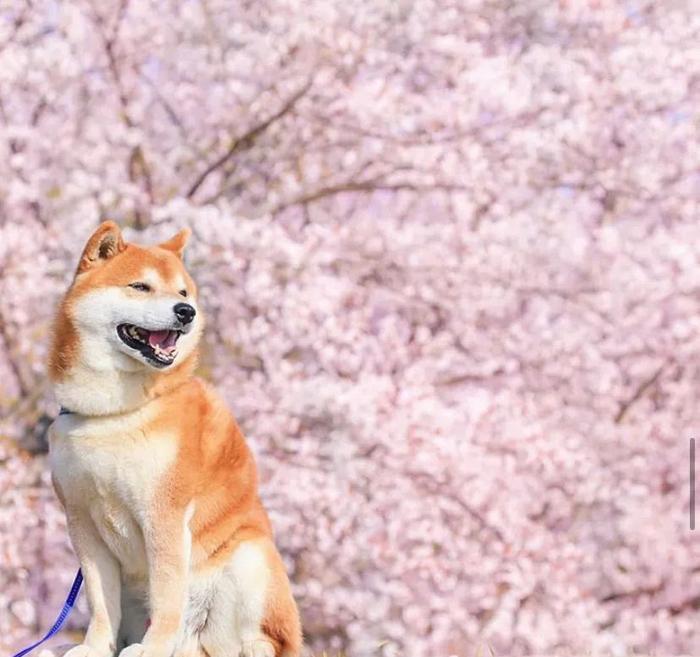 100张网红日本柴犬の美照，治愈了无数人！愿山河无恙，岁月无殇！！！