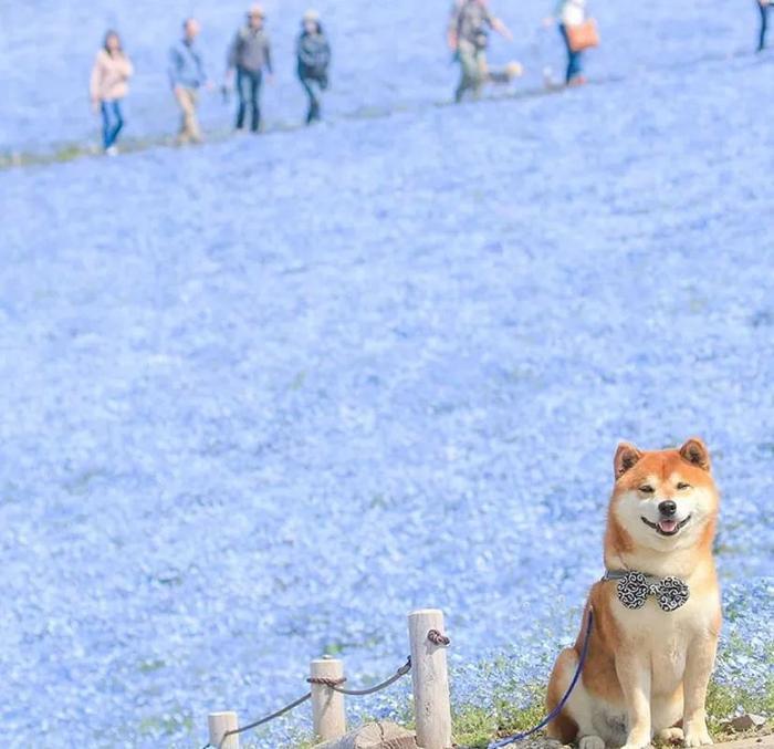 100张网红日本柴犬の美照，治愈了无数人！愿山河无恙，岁月无殇！！！