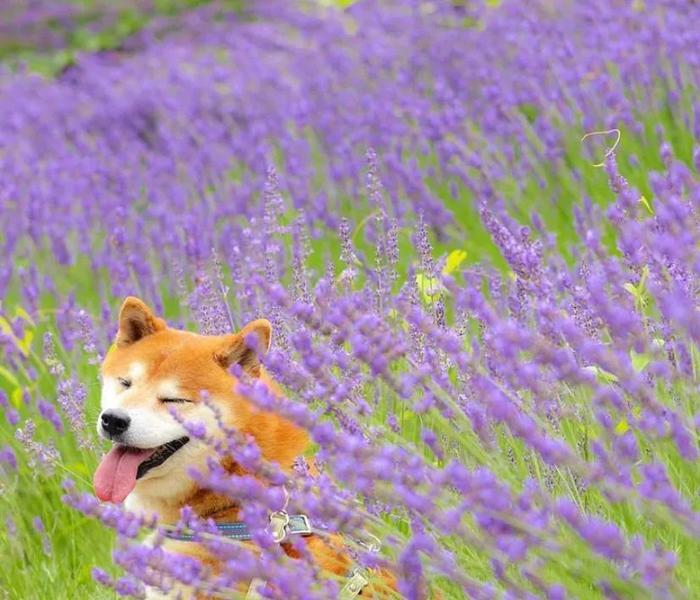 100张网红日本柴犬の美照，治愈了无数人！愿山河无恙，岁月无殇！！！