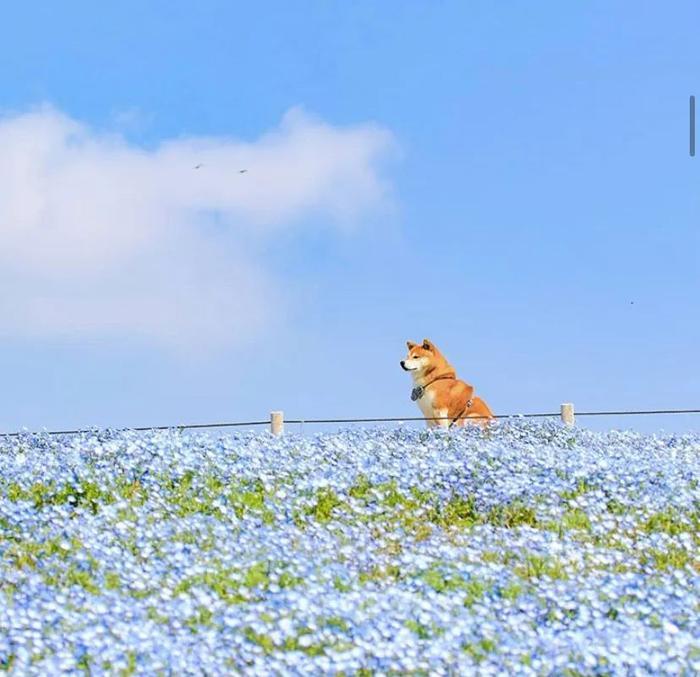 100张网红日本柴犬の美照，治愈了无数人！愿山河无恙，岁月无殇！！！