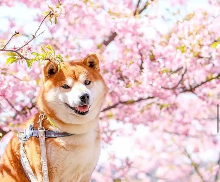 100张网红日本柴犬の美照，治愈了无数人！愿山河无恙，岁月无殇！！！