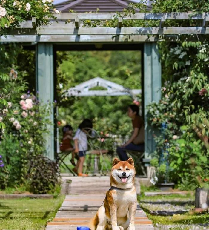 100张网红日本柴犬の美照，治愈了无数人！愿山河无恙，岁月无殇！！！