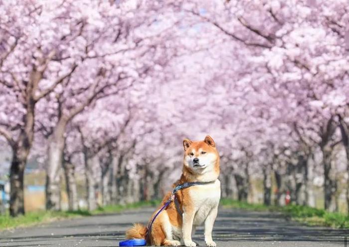 100张网红日本柴犬の美照，治愈了无数人！愿山河无恙，岁月无殇！！！