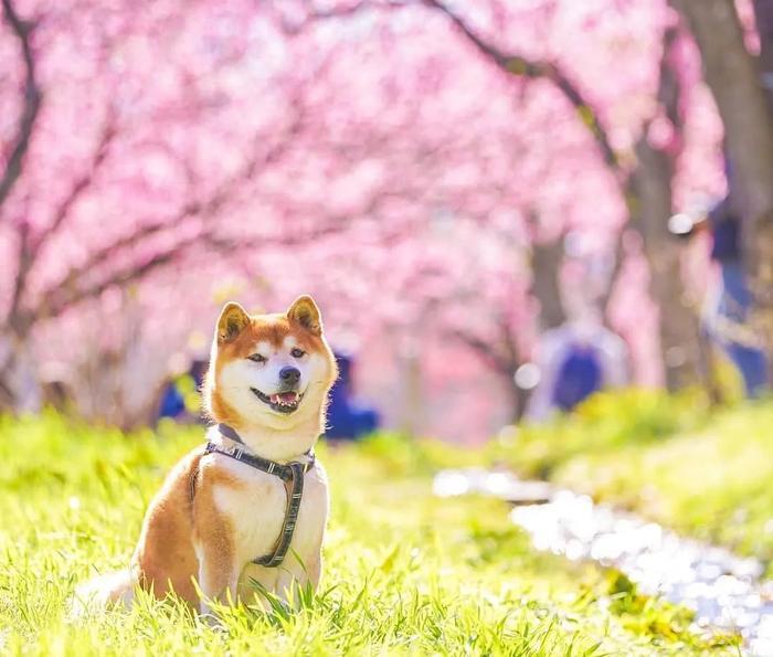 100张网红日本柴犬の美照，治愈了无数人！愿山河无恙，岁月无殇！！！