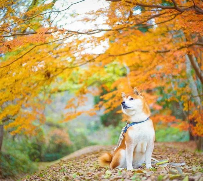 100张网红日本柴犬の美照，治愈了无数人！愿山河无恙，岁月无殇！！！