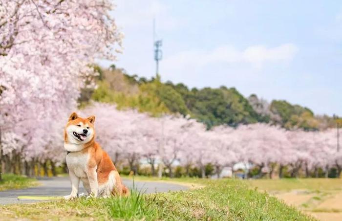 100张网红日本柴犬の美照，治愈了无数人！愿山河无恙，岁月无殇！！！