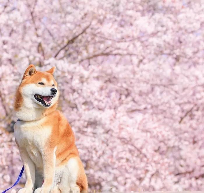 100张网红日本柴犬の美照，治愈了无数人！愿山河无恙，岁月无殇！！！