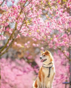 ​100张网红日本柴犬の美照，治愈了无数人！愿山河无恙，岁月无殇！！！