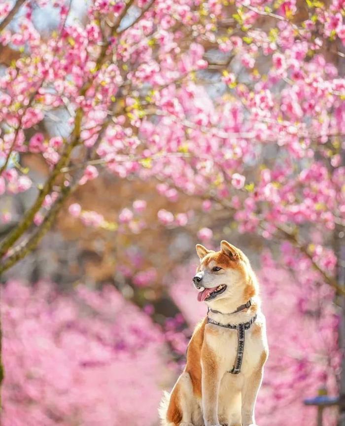 100张网红日本柴犬の美照，治愈了无数人！愿山河无恙，岁月无殇！！！