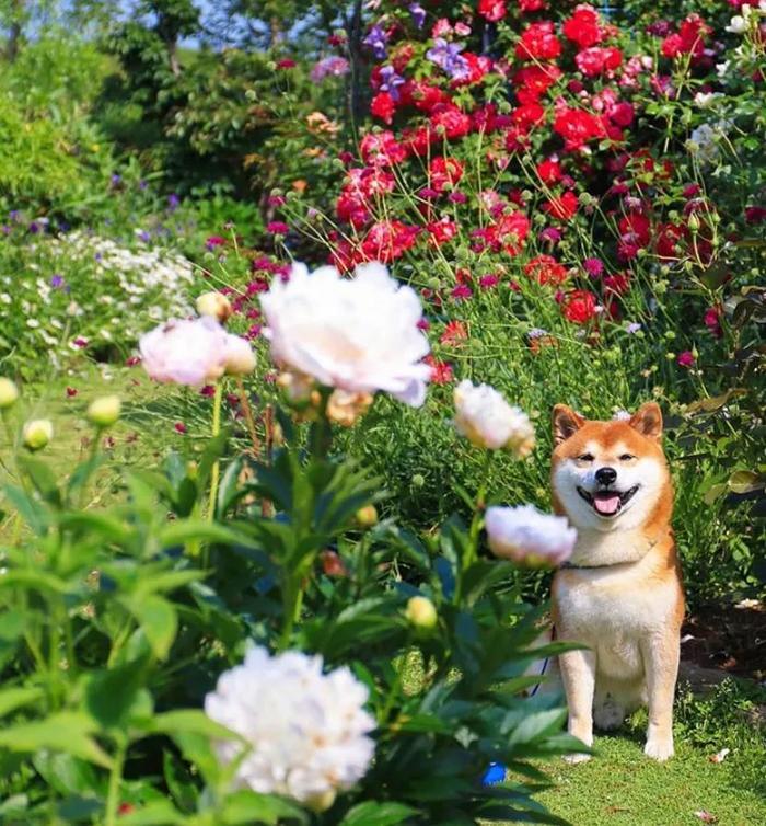 100张网红日本柴犬の美照，治愈了无数人！愿山河无恙，岁月无殇！！！