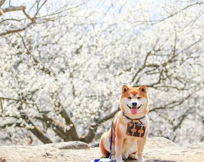 100张网红日本柴犬の美照，治愈了无数人！愿山河无恙，岁月无殇！！！