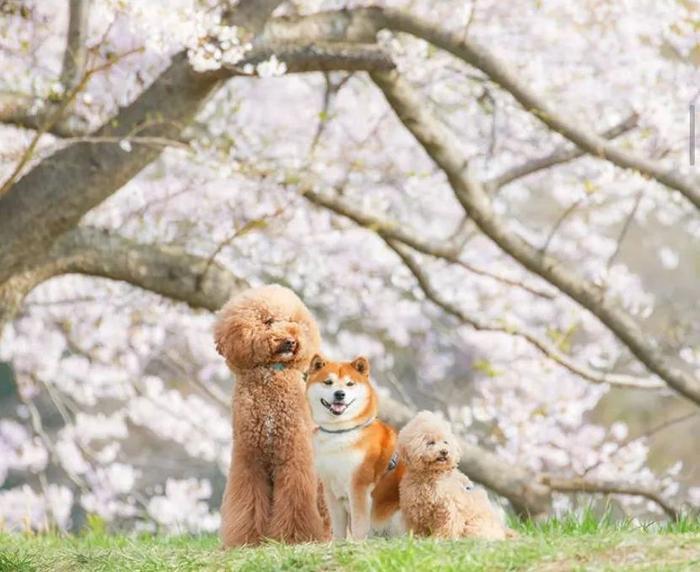 100张网红日本柴犬の美照，治愈了无数人！愿山河无恙，岁月无殇！！！