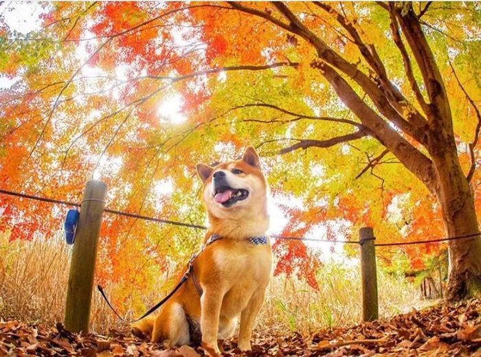 100张网红日本柴犬の美照，治愈了无数人！愿山河无恙，岁月无殇！！！