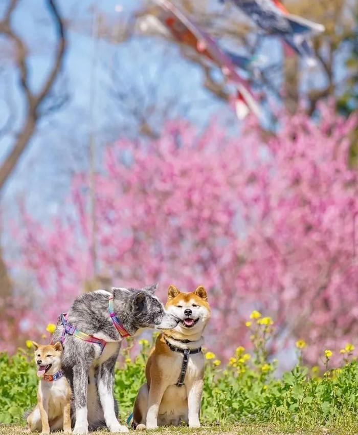 100张网红日本柴犬の美照，治愈了无数人！愿山河无恙，岁月无殇！！！