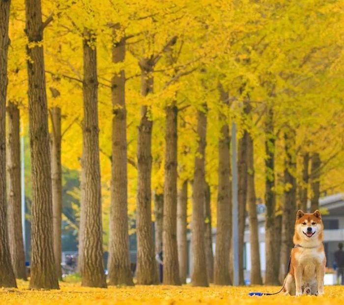 100张网红日本柴犬の美照，治愈了无数人！愿山河无恙，岁月无殇！！！