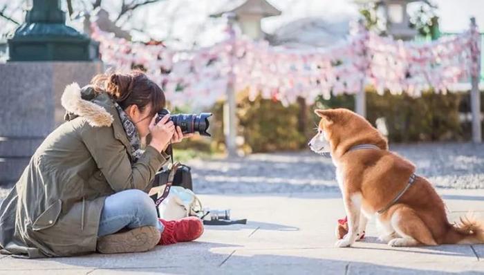 100张网红日本柴犬の美照，治愈了无数人！愿山河无恙，岁月无殇！！！