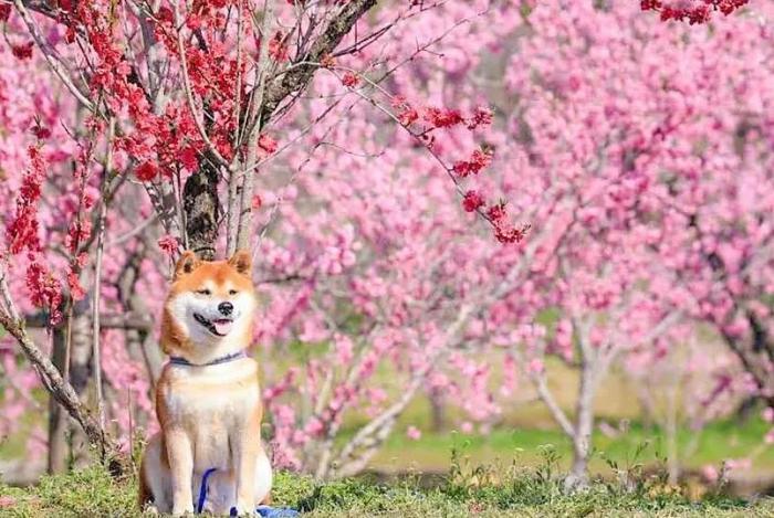 100张网红日本柴犬の美照，治愈了无数人！愿山河无恙，岁月无殇！！！