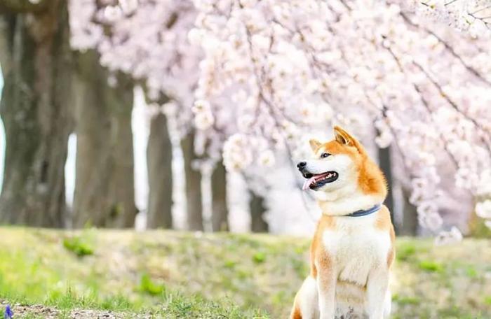 100张网红日本柴犬の美照，治愈了无数人！愿山河无恙，岁月无殇！！！