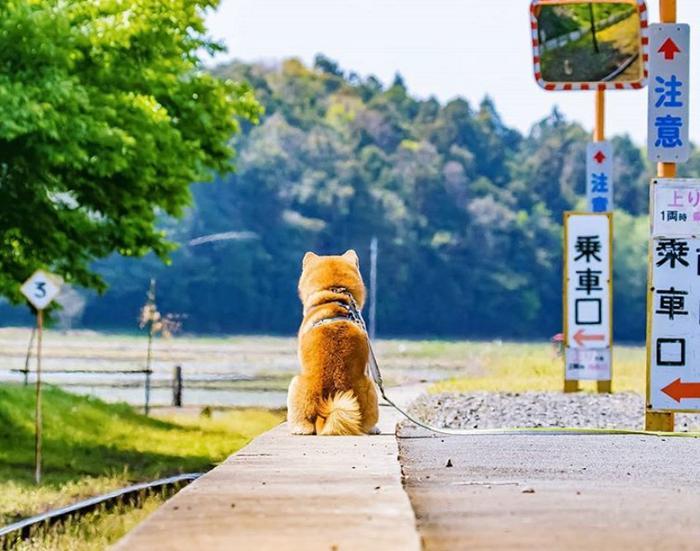 100张网红日本柴犬の美照，治愈了无数人！愿山河无恙，岁月无殇！！！