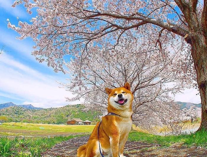 100张网红日本柴犬の美照，治愈了无数人！愿山河无恙，岁月无殇！！！