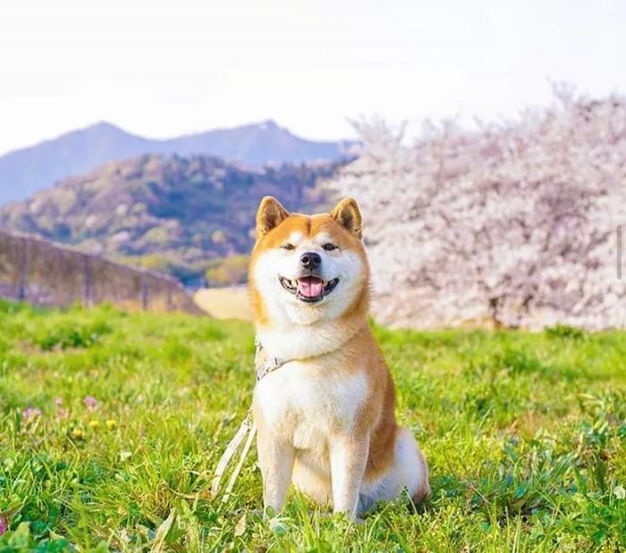 100张网红日本柴犬の美照，治愈了无数人！愿山河无恙，岁月无殇！！！