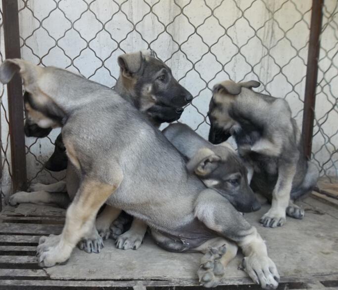 中华狼青多少钱一只 狼青幼犬3个月大多少钱 最大的狼青犬图片