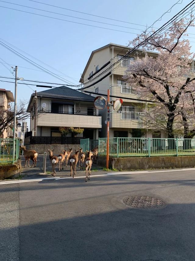 没仙贝吃的奈良小鹿太可怕了，竟成群上闹市“游行撒欢”！