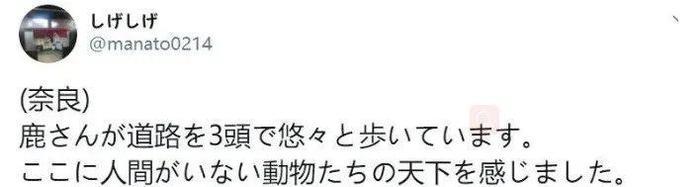 没仙贝吃的奈良小鹿太可怕了，竟成群上闹市“游行撒欢”！