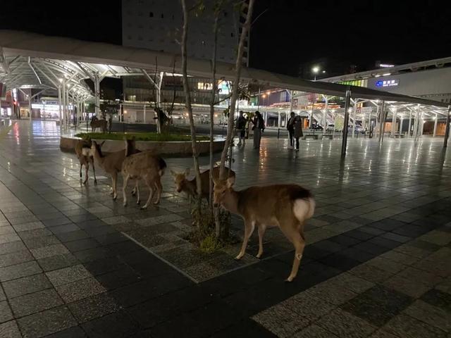 没仙贝吃的奈良小鹿太可怕了，竟成群上闹市“游行撒欢”！