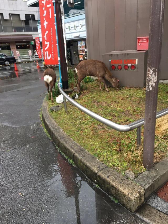 没仙贝吃的奈良小鹿太可怕了，竟成群上闹市“游行撒欢”！