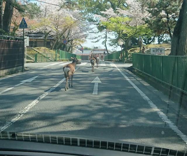 没仙贝吃的奈良小鹿太可怕了，竟成群上闹市“游行撒欢”！