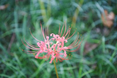 ​这花有花无叶，有叶无花，被称作“死亡之花”！