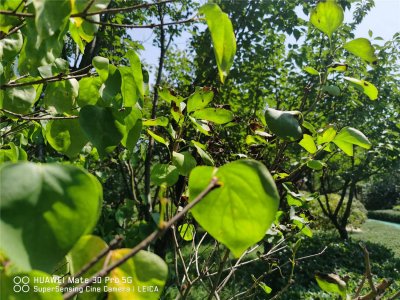 ​盆栽丁香花怎么过冬，冬天丁香花的叶子会掉光吗