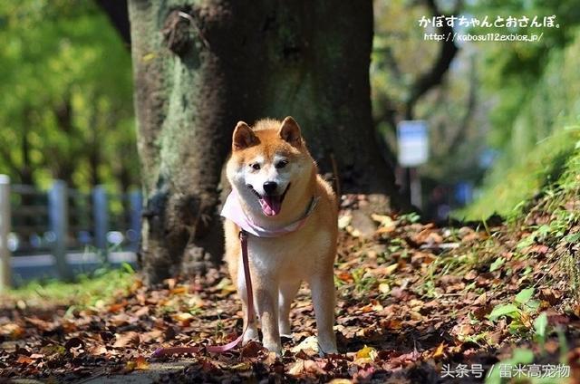 原来这张狗狗表情的出处在这！动摇哈士奇地位的神汪！