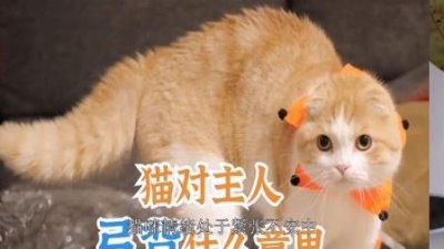 ​猫的传染病有哪些