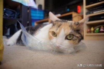 ​怎么辨别蓝猫是不是纯的