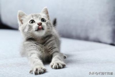 ​小猫眼睛周围皮肤发红是什么原因？小猫眼睛周围红红的