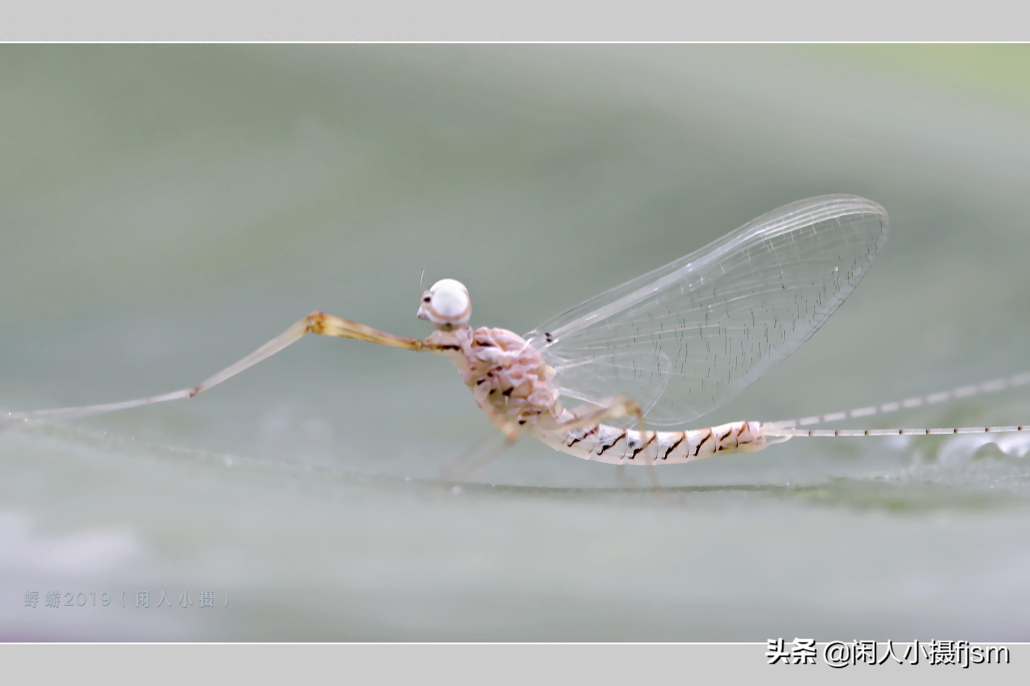 摄影图集：昆虫蜉蝣，你见过几种