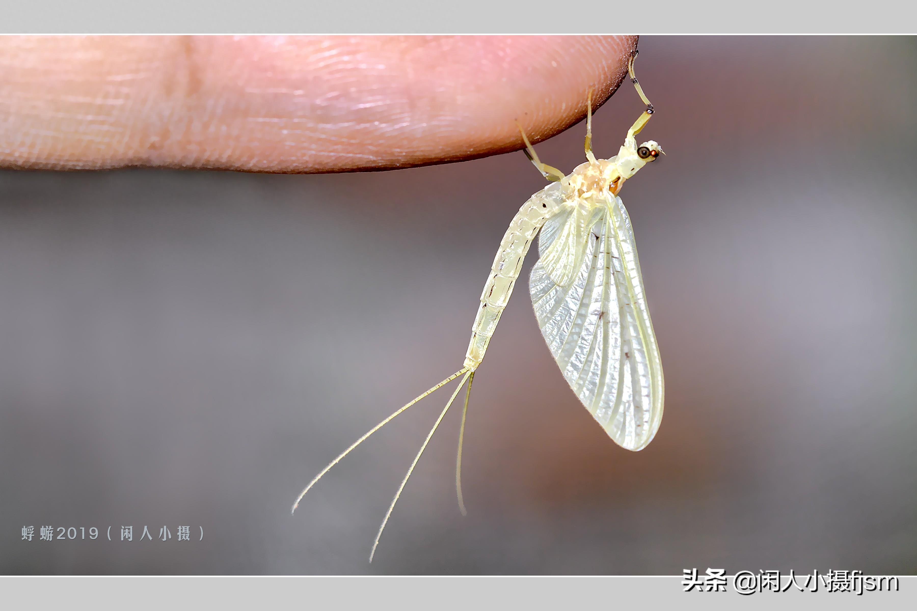 摄影图集：昆虫蜉蝣，你见过几种