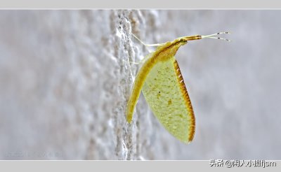 ​摄影图集：昆虫蜉蝣，你见过几种