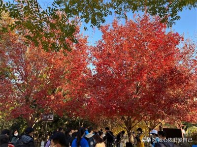 ​北京香山公园游玩攻略