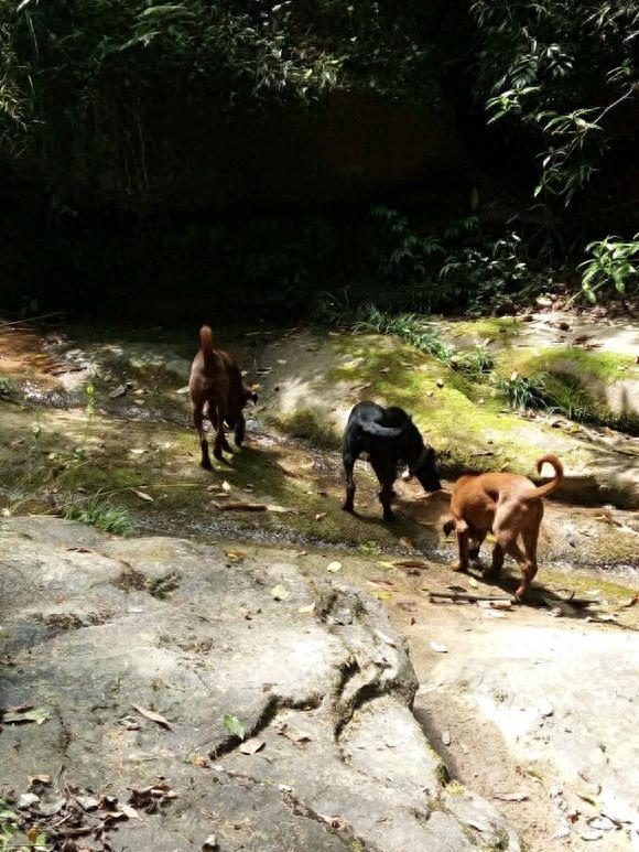 濒临消失的本土优秀猎犬——青川猎犬