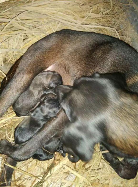 濒临消失的本土优秀猎犬——青川猎犬