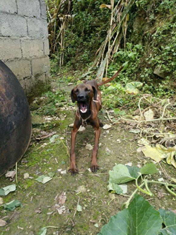 濒临消失的本土优秀猎犬——青川猎犬