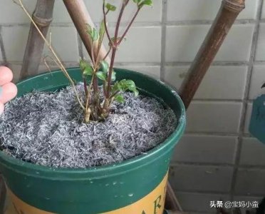 ​花盆里的小飞虫怎么去除？试试这几种方法