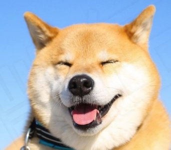 ​16 条打死我也不养柴犬的理由