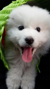 ​女生真不能养萨摩耶，不是它傻而是伤不起！