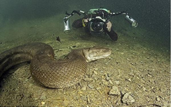 体形可与百年树龄树根相仿，速度围观巨型森蚺