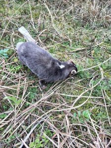 ​国家“三有”保护动物——鼬獾“回家”了